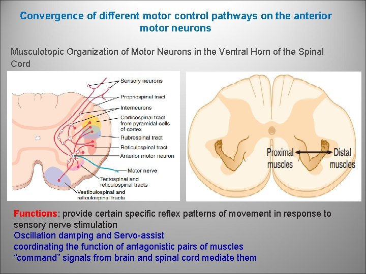 Convergence of different motor control pathways on the anterior motor neurons Musculotopic Organization of