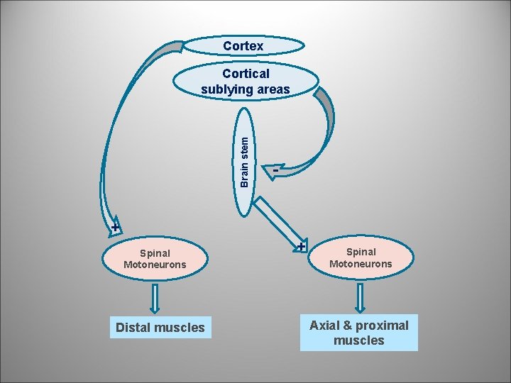 Cortex Brain stem Cortical sublying areas + Spinal Motoneurons Distal muscles + Spinal Motoneurons