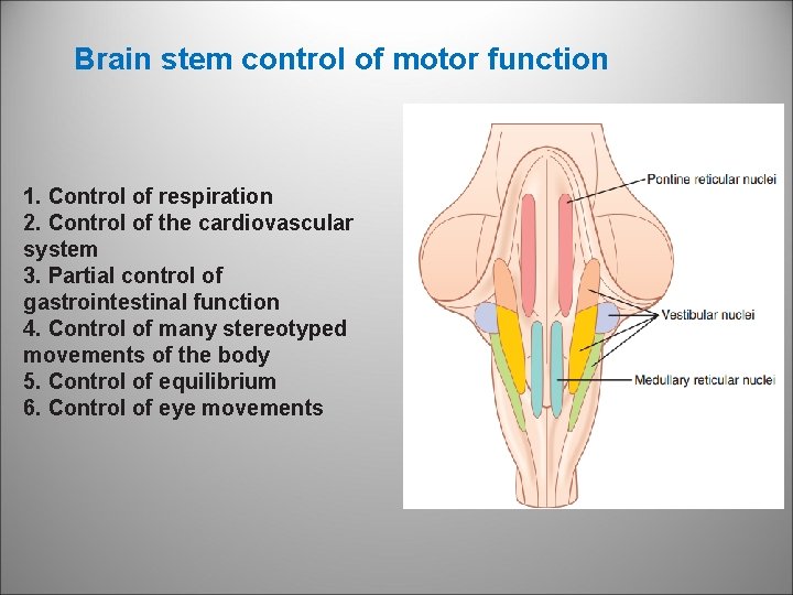 Brain stem control of motor function 1. Control of respiration 2. Control of the