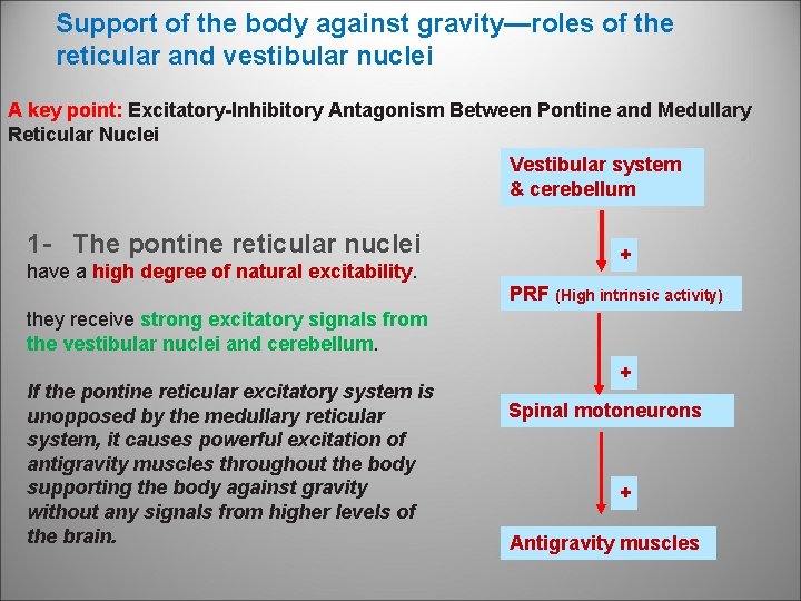 Support of the body against gravity—roles of the reticular and vestibular nuclei A key