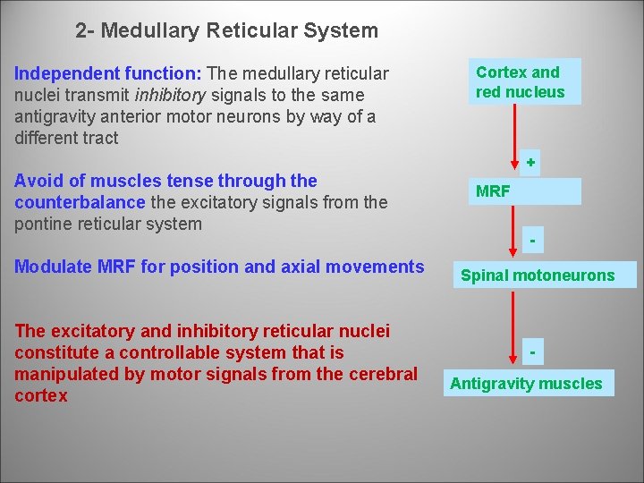 2 Medullary Reticular System Independent function: The medullary reticular nuclei transmit inhibitory signals to