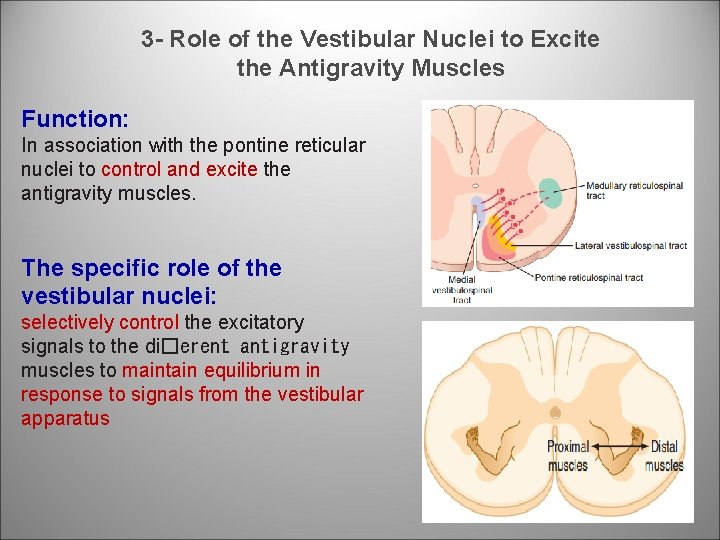 3 Role of the Vestibular Nuclei to Excite the Antigravity Muscles Function: In association