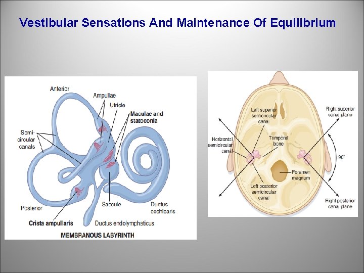 Vestibular Sensations And Maintenance Of Equilibrium 