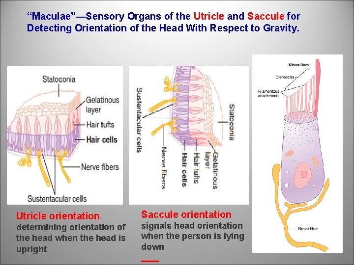 “Maculae”—Sensory Organs of the Utricle and Saccule for Detecting Orientation of the Head With