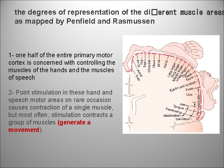 the degrees of representation of the di�erent muscle areas as mapped by Penfield and