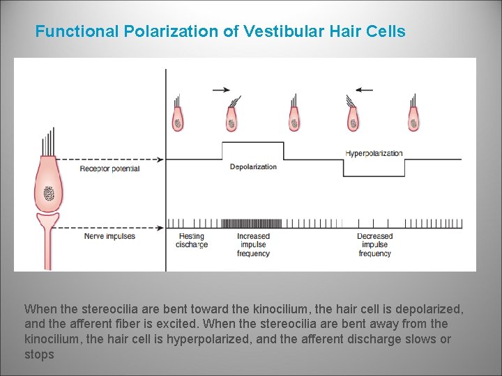 Functional Polarization of Vestibular Hair Cells When the stereocilia are bent toward the kinocilium,
