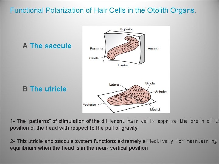 Functional Polarization of Hair Cells in the Otolith Organs. A The saccule B The