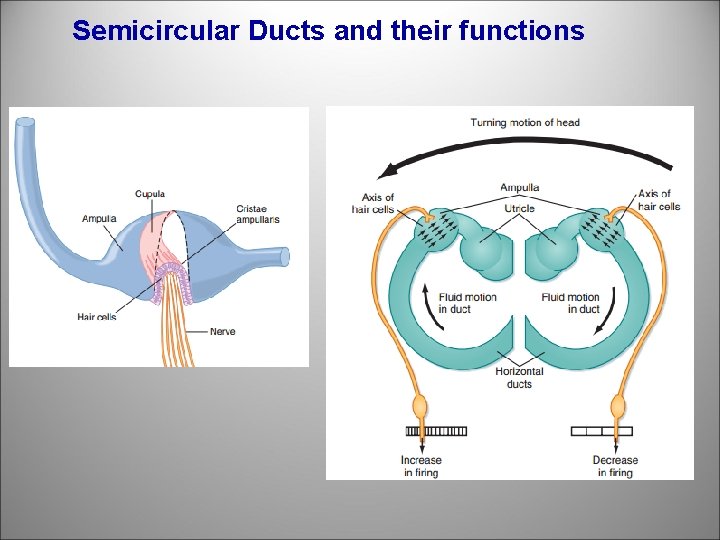 Semicircular Ducts and their functions 