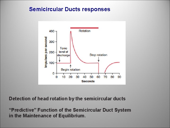 Semicircular Ducts responses Detection of head rotation by the semicircular ducts “Predictive” Function of