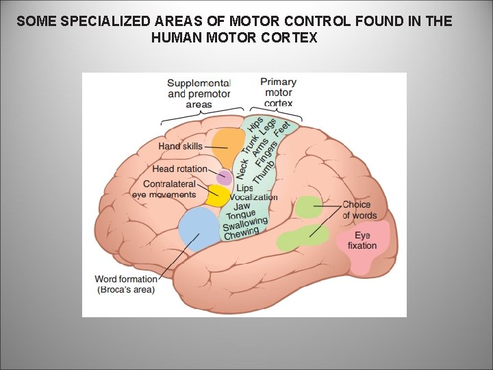 SOME SPECIALIZED AREAS OF MOTOR CONTROL FOUND IN THE HUMAN MOTOR CORTEX 