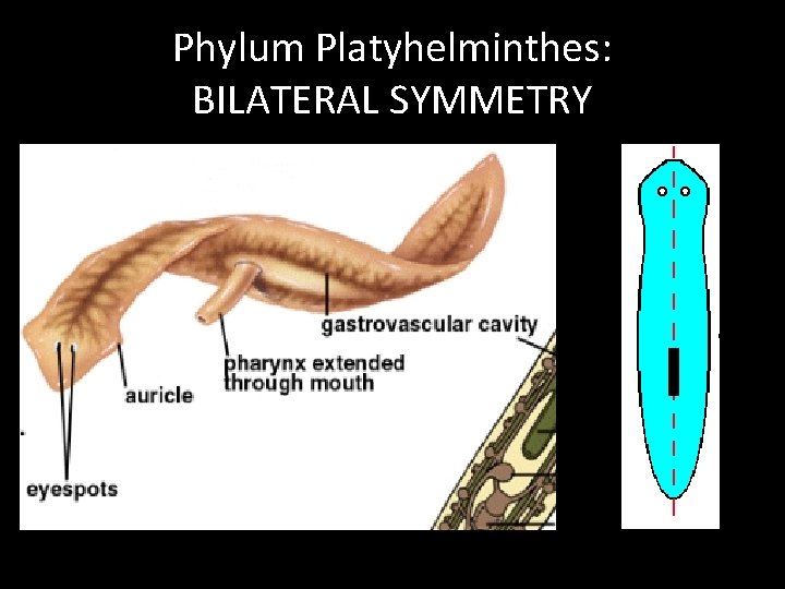 Phylum Platyhelminthes: BILATERAL SYMMETRY 