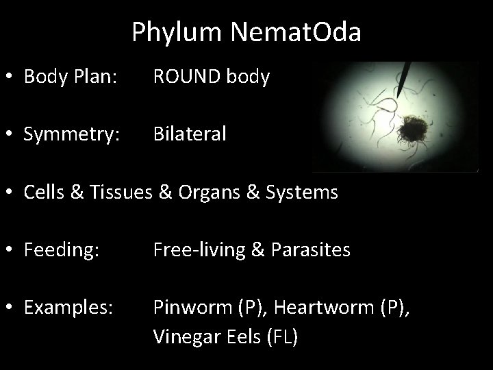 Phylum Nemat. Oda • Body Plan: ROUND body • Symmetry: Bilateral • Cells &
