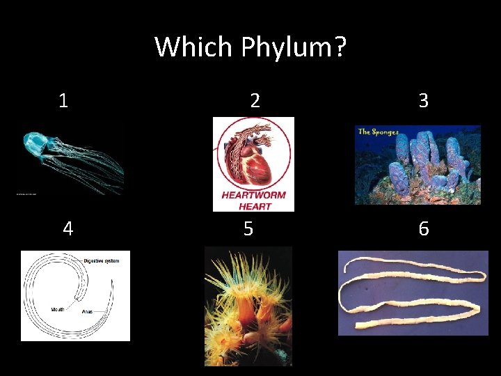 Which Phylum? 1 4 2 5 3 6 