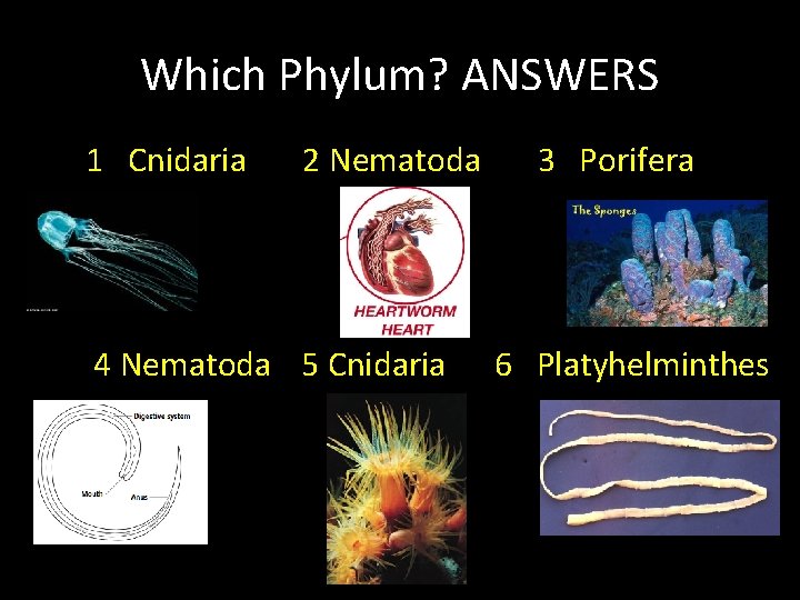 Which Phylum? ANSWERS 1 Cnidaria 2 Nematoda 4 Nematoda 5 Cnidaria 3 Porifera 6
