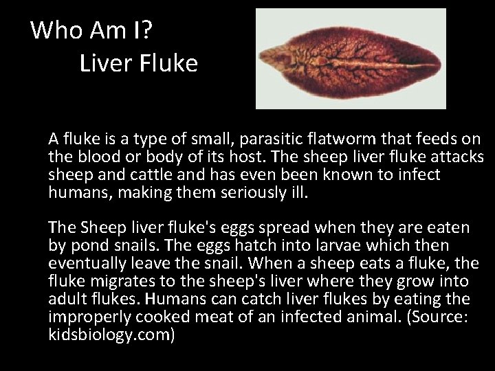 Who Am I? Liver Fluke A fluke is a type of small, parasitic flatworm