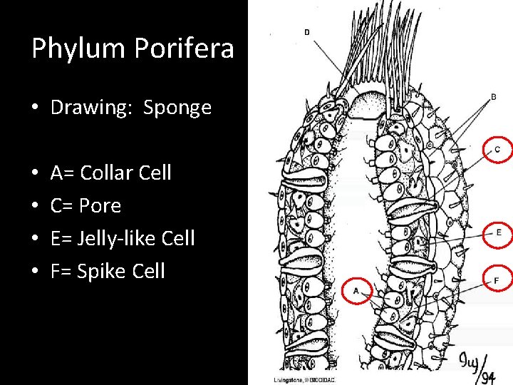 Phylum Porifera • Drawing: Sponge • • A= Collar Cell C= Pore E= Jelly-like