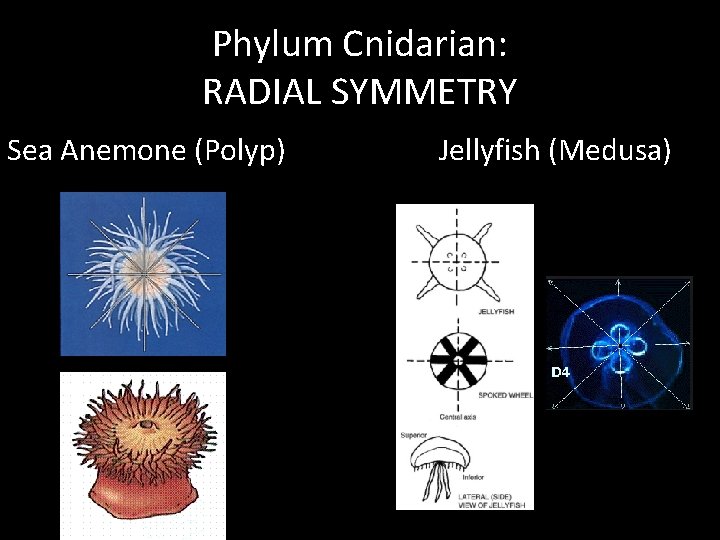 Phylum Cnidarian: RADIAL SYMMETRY Sea Anemone (Polyp) Jellyfish (Medusa) 