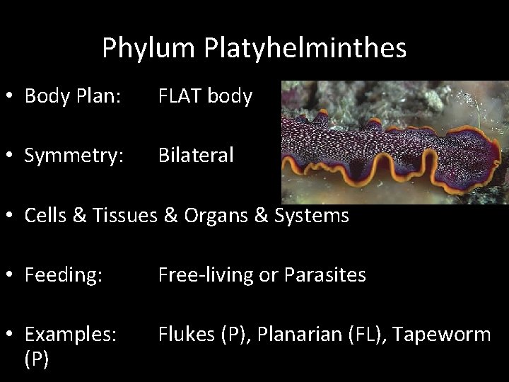 Phylum Platyhelminthes • Body Plan: FLAT body • Symmetry: Bilateral • Cells & Tissues