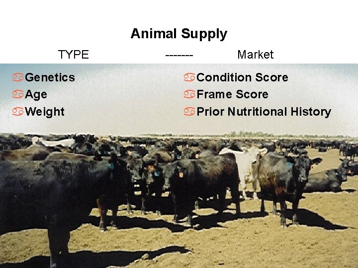Animal Supply TYPE a. Genetics a. Age a. Weight ------- Market a. Condition Score