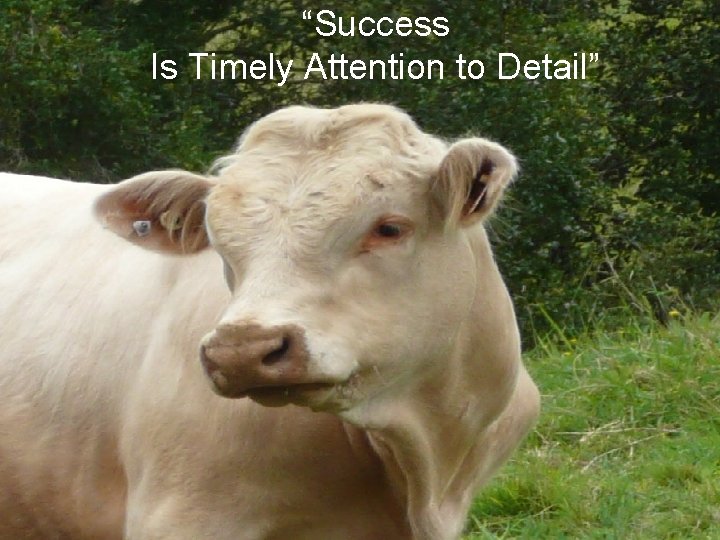 “Success Is Timely Attention to Detail” 