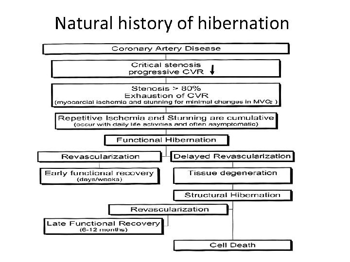 Natural history of hibernation 