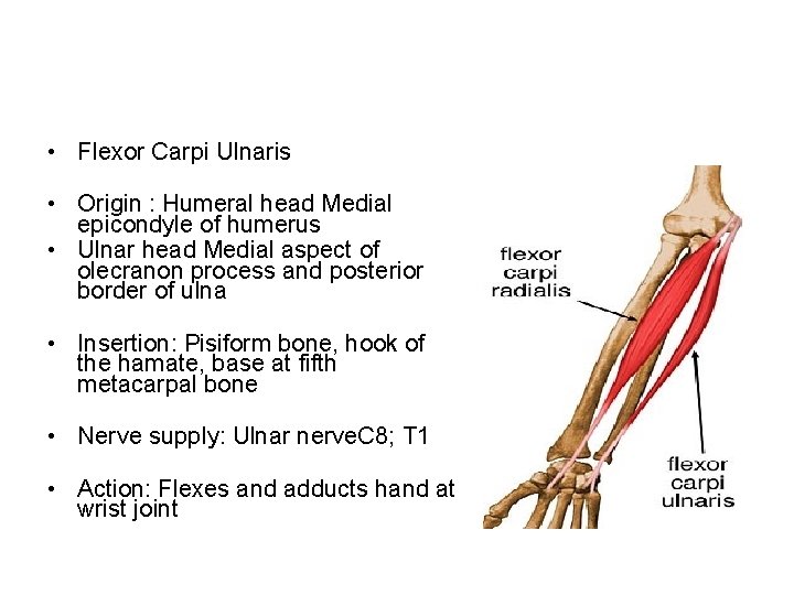  • Flexor Carpi Ulnaris • Origin : Humeral head Medial epicondyle of humerus