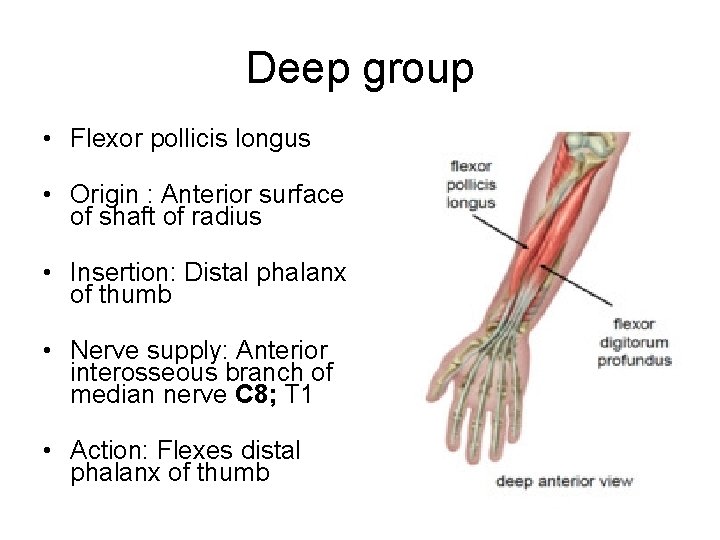 Deep group • Flexor pollicis longus • Origin : Anterior surface of shaft of