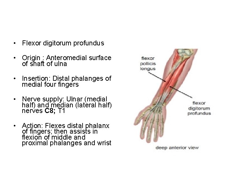  • Flexor digitorum profundus • Origin : Anteromedial surface of shaft of ulna