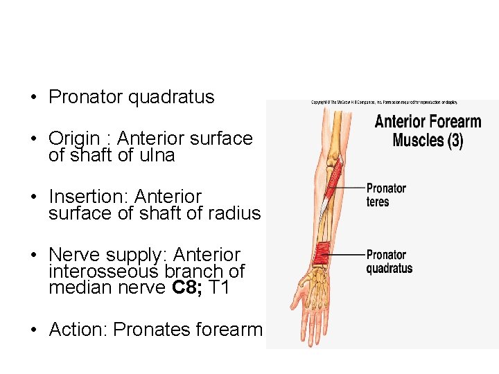  • Pronator quadratus • Origin : Anterior surface of shaft of ulna •