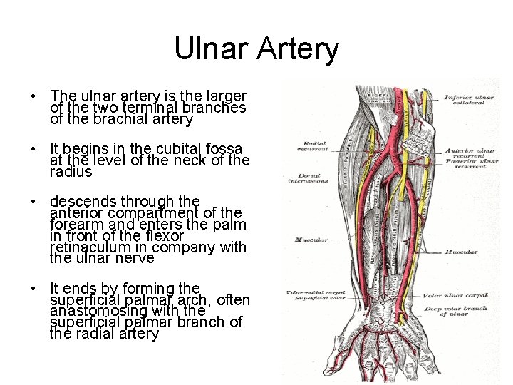 Ulnar Artery • The ulnar artery is the larger of the two terminal branches