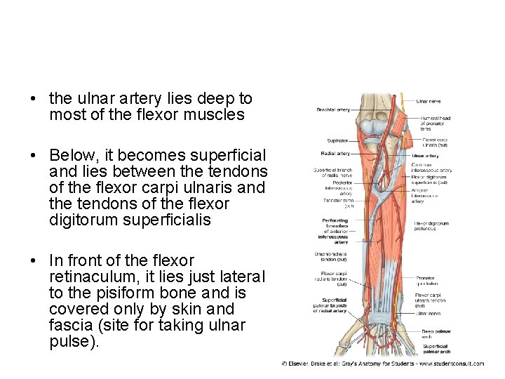  • the ulnar artery lies deep to most of the flexor muscles •