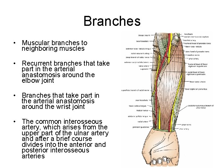 Branches • Muscular branches to neighboring muscles • Recurrent branches that take part in