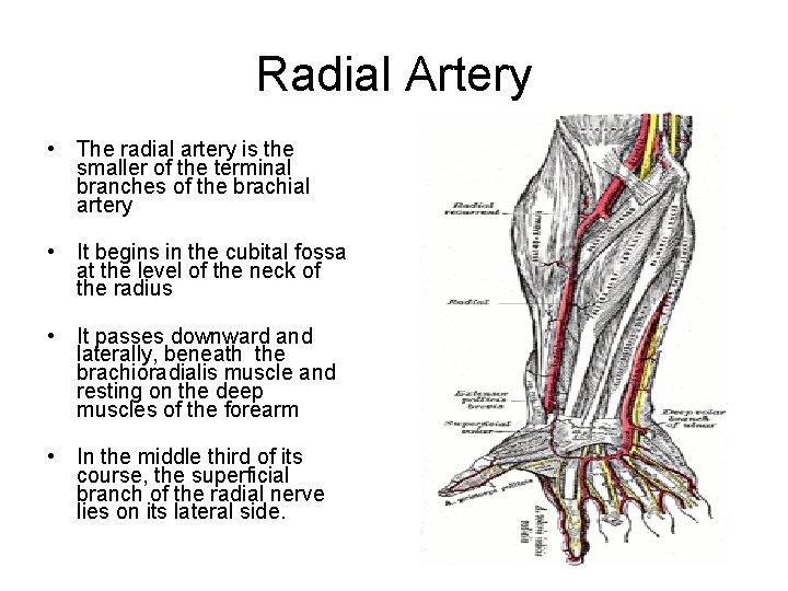 Radial Artery • The radial artery is the smaller of the terminal branches of