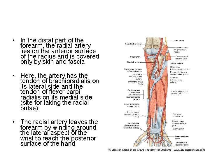  • In the distal part of the forearm, the radial artery lies on