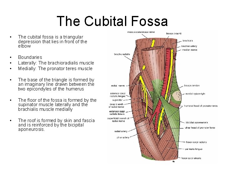 The Cubital Fossa • The cubital fossa is a triangular depression that lies in