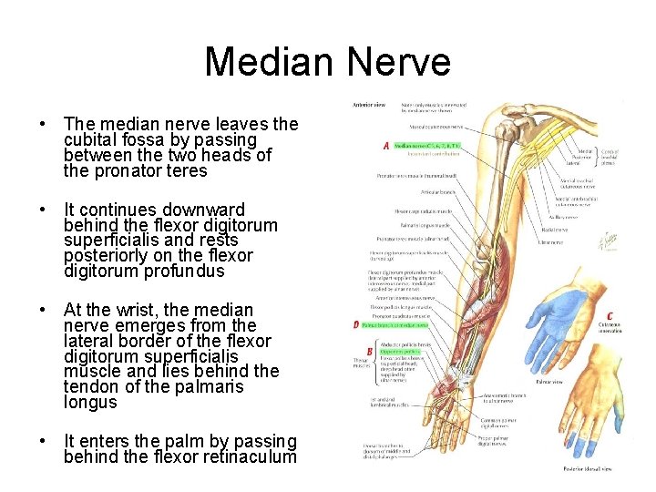 Median Nerve • The median nerve leaves the cubital fossa by passing between the