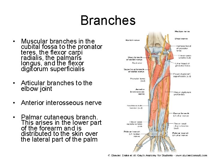 Branches • Muscular branches in the cubital fossa to the pronator teres, the flexor