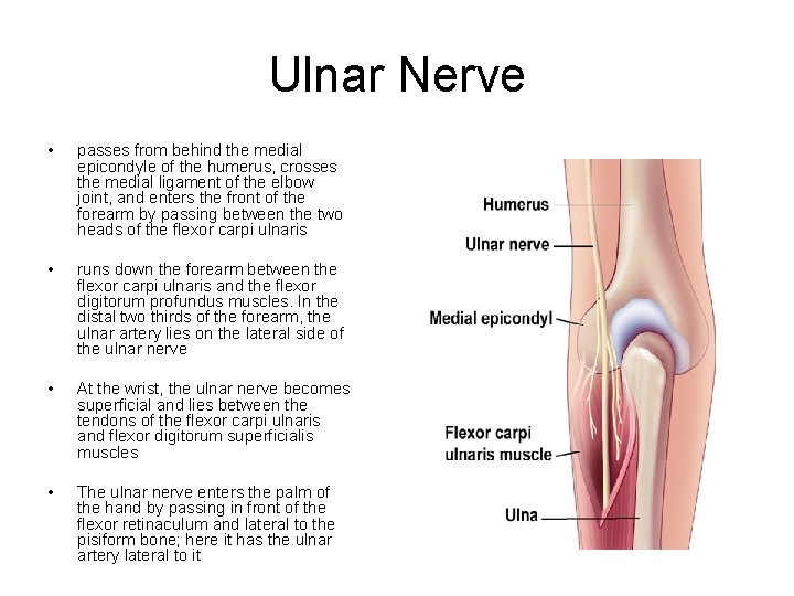 Ulnar Nerve • passes from behind the medial epicondyle of the humerus, crosses the