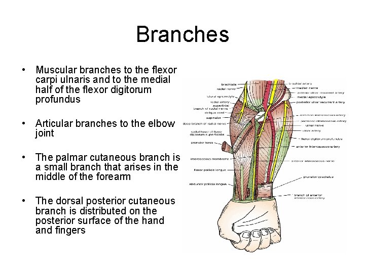 Branches • Muscular branches to the flexor carpi ulnaris and to the medial half