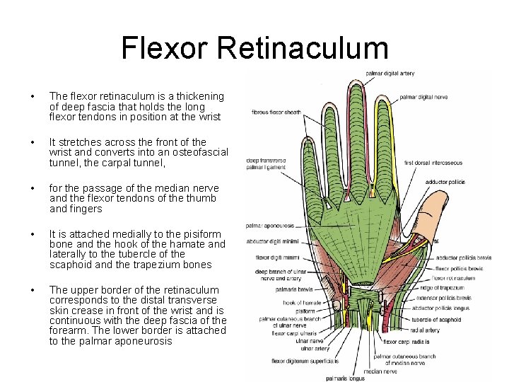 Flexor Retinaculum • The flexor retinaculum is a thickening of deep fascia that holds