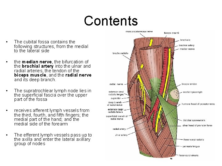 Contents • The cubital fossa contains the following structures, from the medial to the