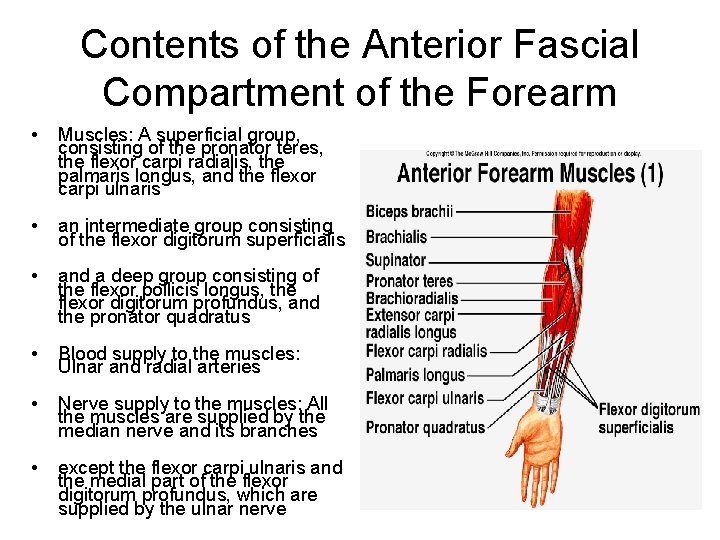 Contents of the Anterior Fascial Compartment of the Forearm • Muscles: A superficial group,