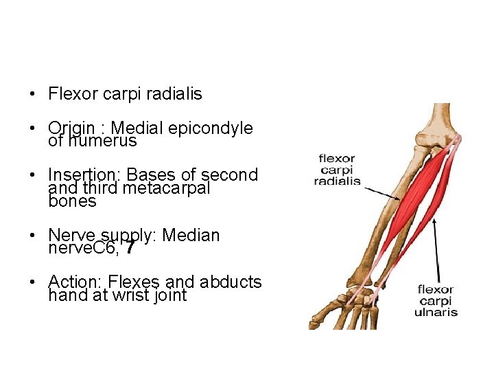  • Flexor carpi radialis • Origin : Medial epicondyle of humerus • Insertion: