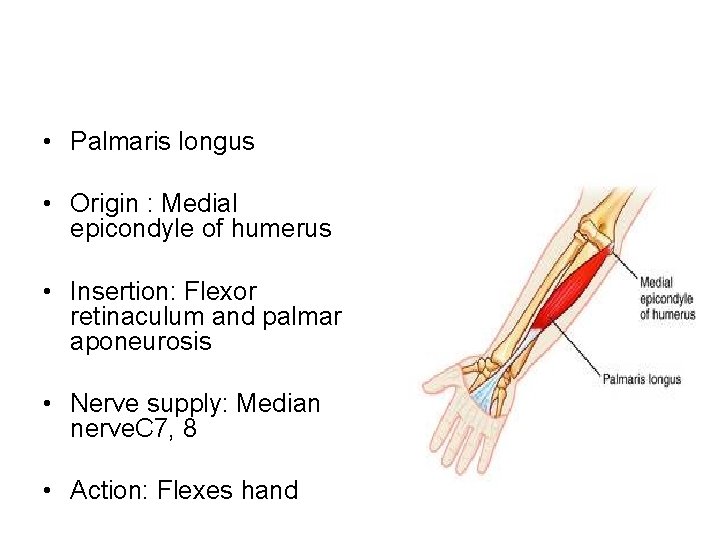  • Palmaris longus • Origin : Medial epicondyle of humerus • Insertion: Flexor