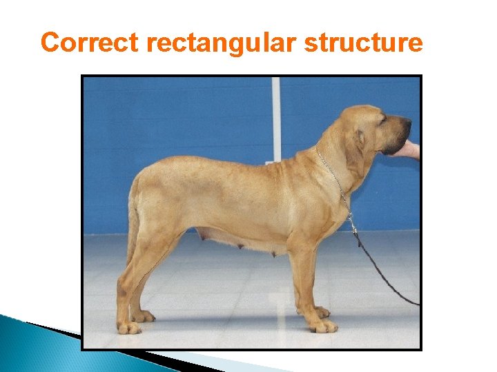 Correctangular structure 