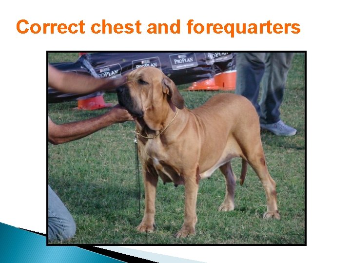 Correct chest and forequarters 