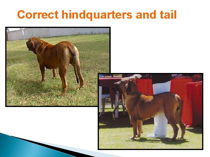 Correct hindquarters and tail 