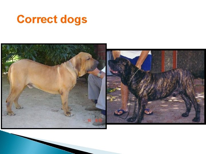 Correct dogs 