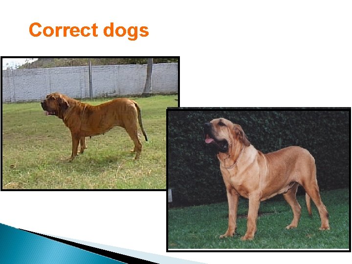 Correct dogs 