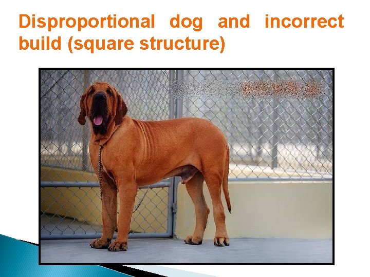 Disproportional dog and incorrect build (square structure) 